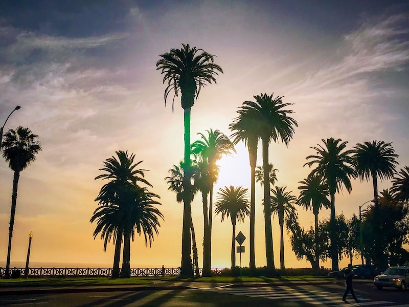 Golden hour sunset behind palm trees in Santa Monica, California, evoking the warmth and beauty of the Golden State where CNAs can live and work.